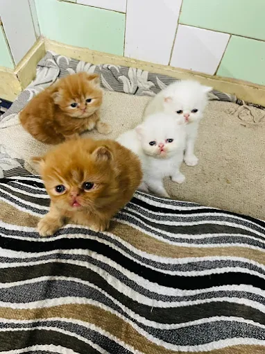 The Royal Persian Cat House